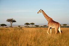 A giraffe walking through the grasslands in Masai Mara, Kenya.