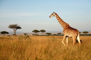 A giraffe walking through the grasslands in Masai Mara, Kenya.