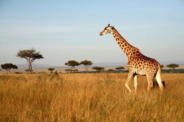 A giraffe walking through the grasslands in Masai Mara, Kenya.