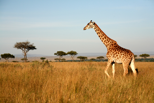 adult giraffe sleeping