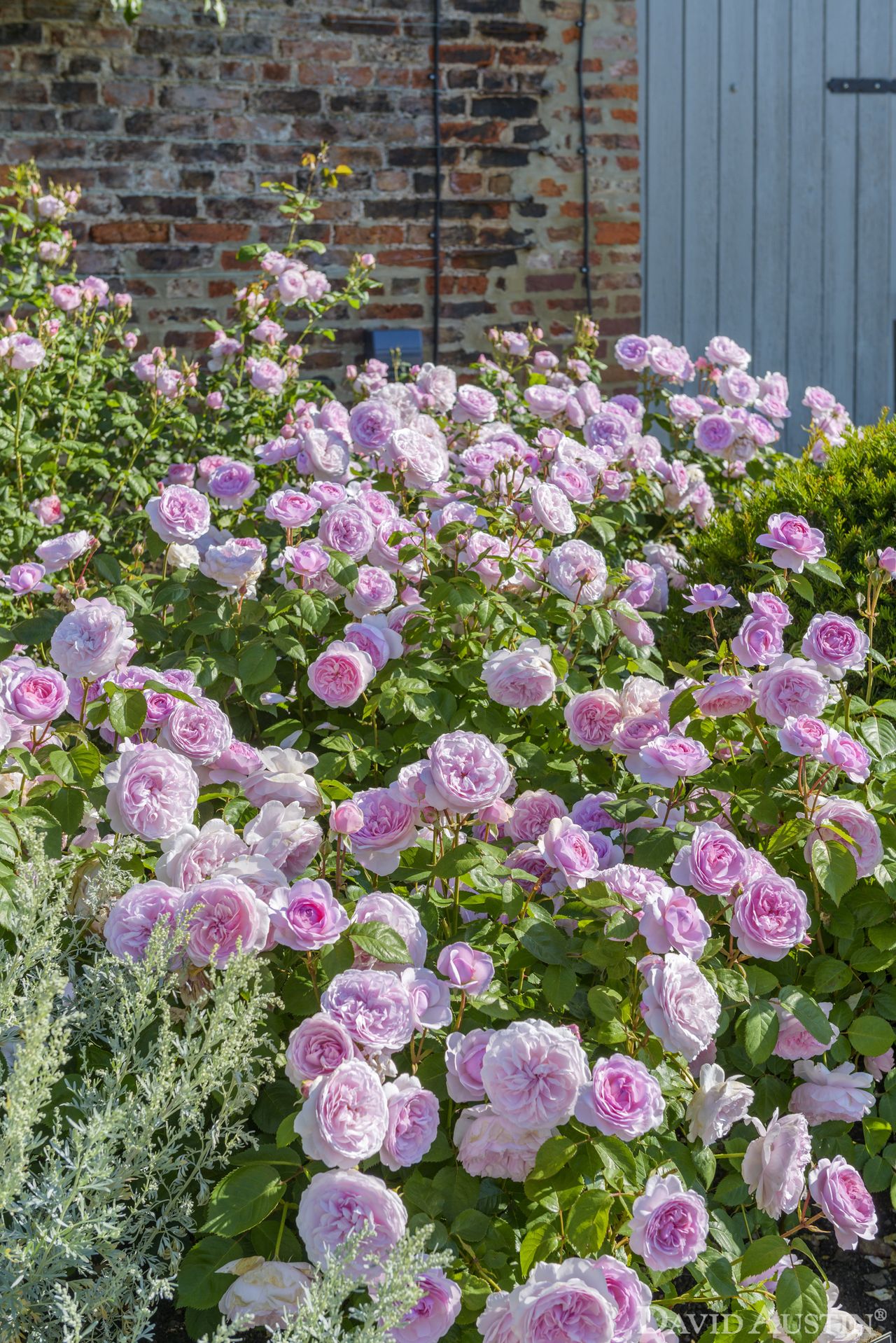 Rose expert reveals the top 4 ways to prepare your roses for summer