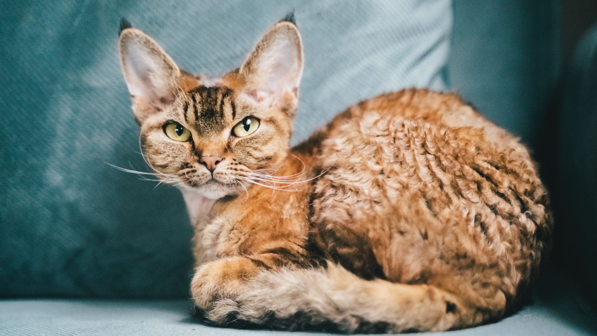 wavy-coated cat with a elfin face