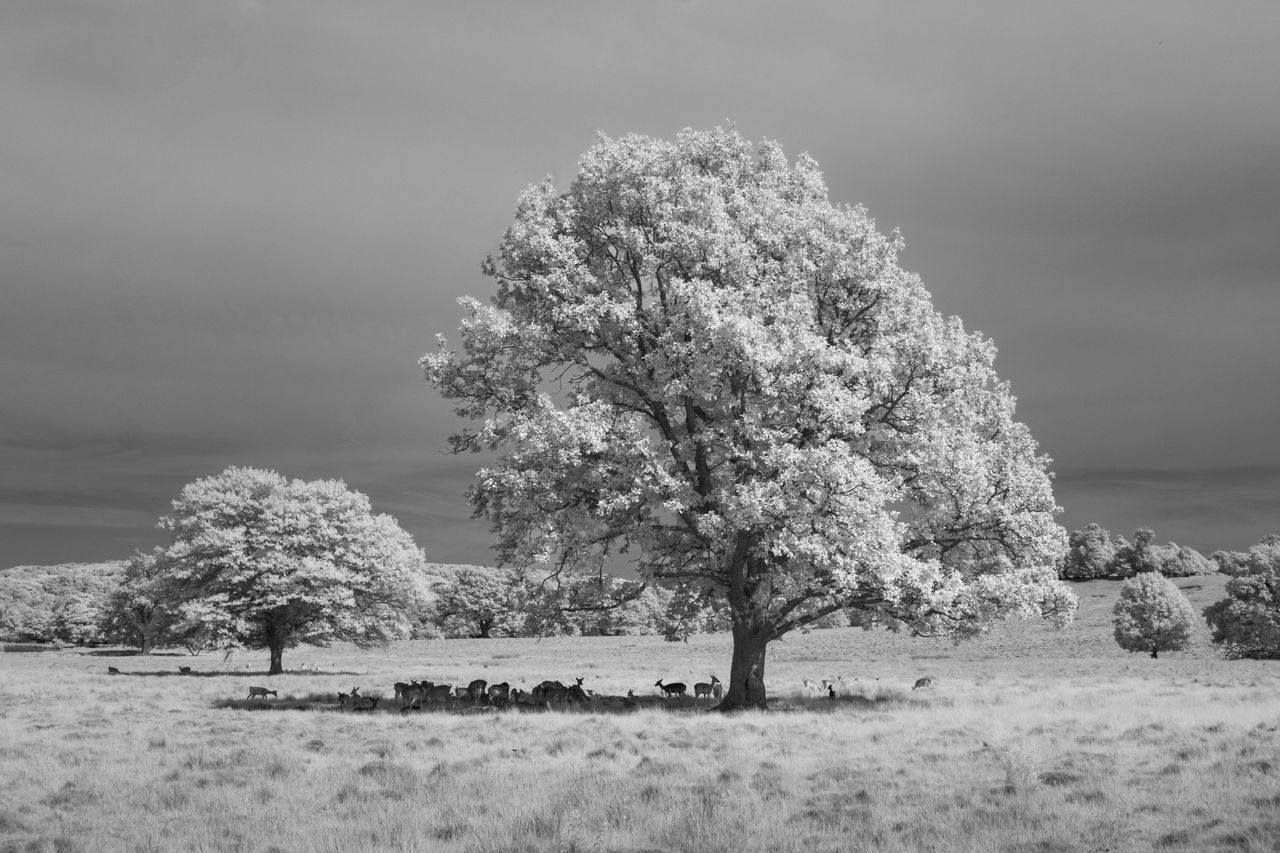 A photo taken on an infrared camera