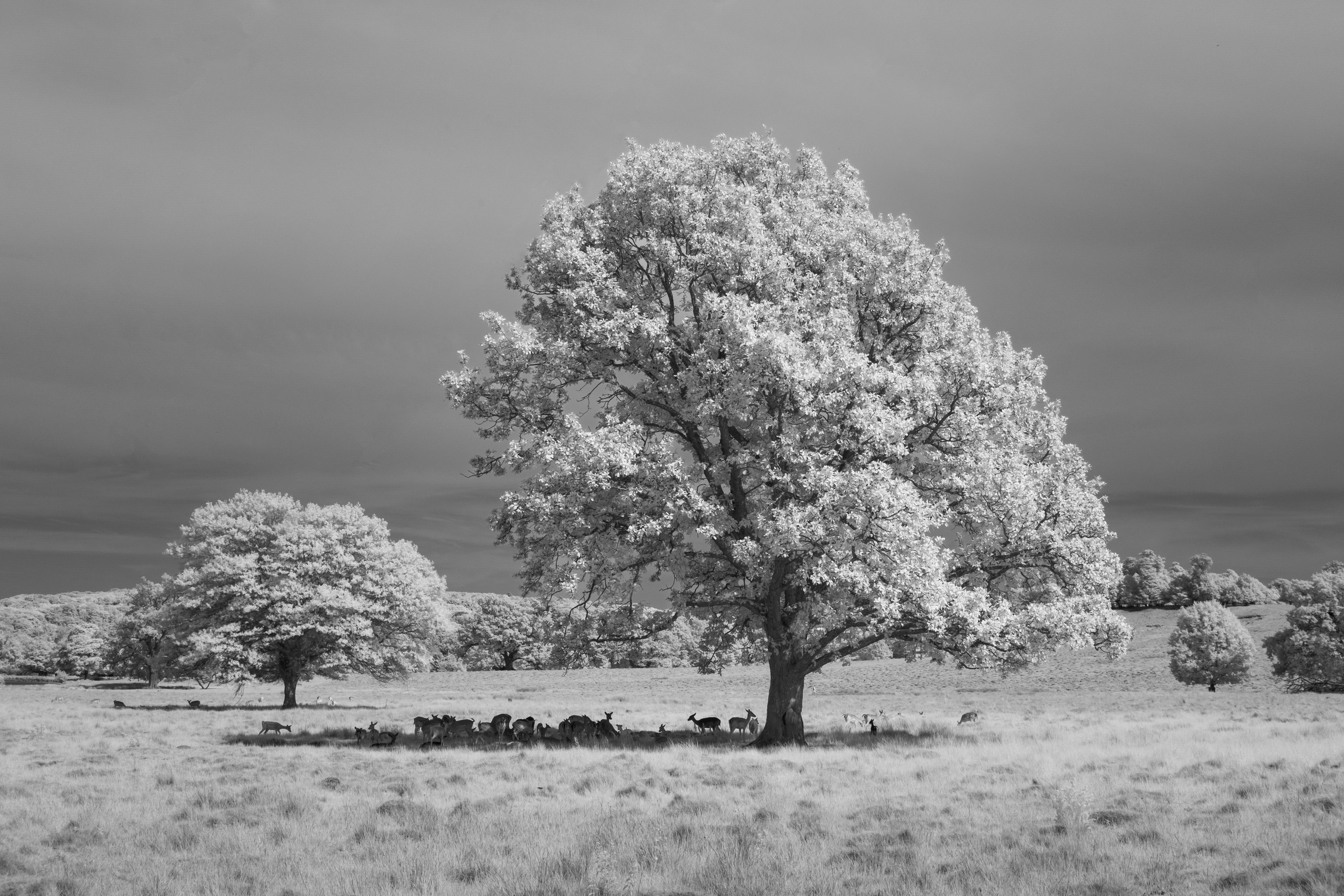A photo taken on an infrared camera