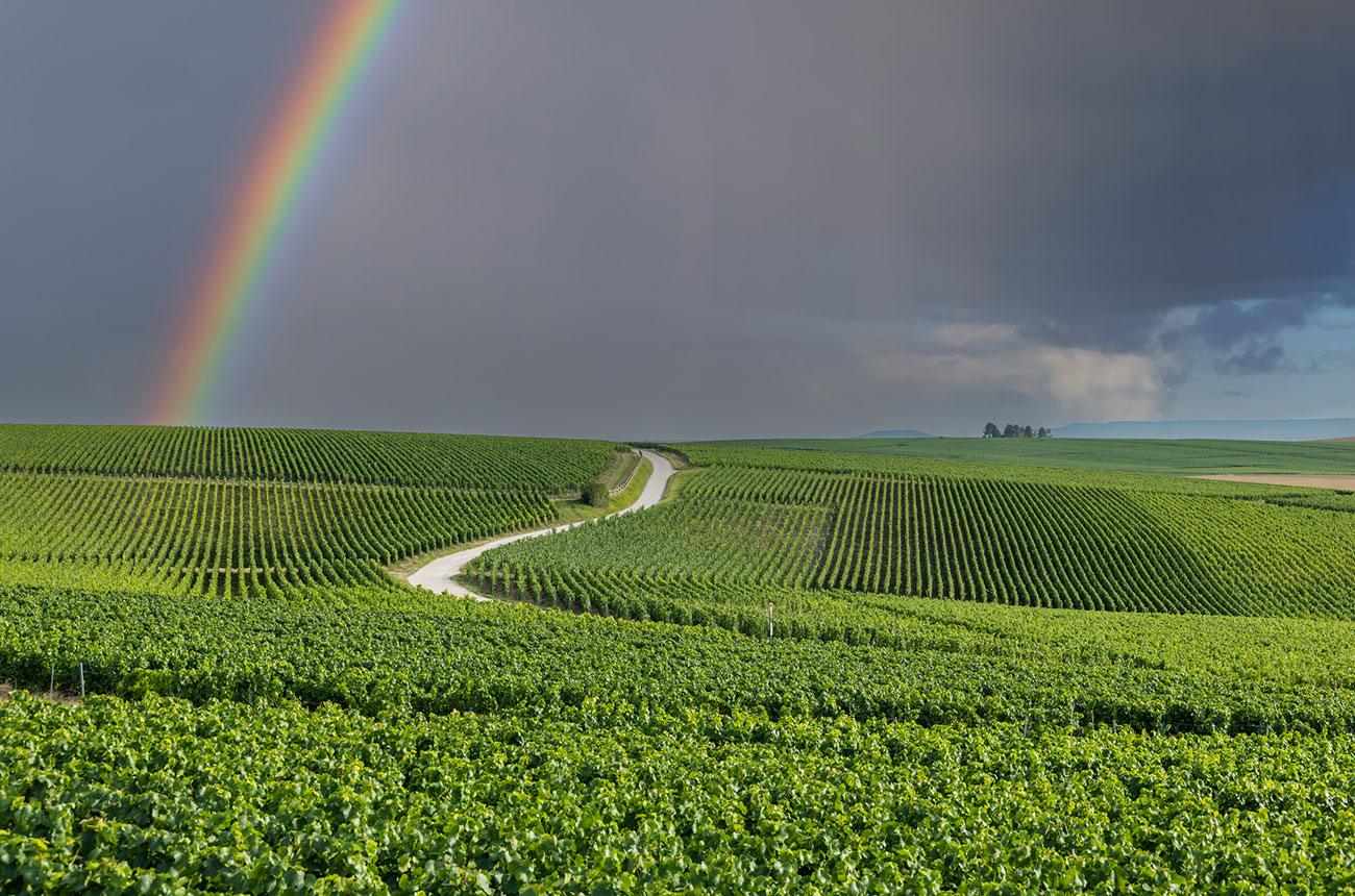 french vineyards, rainbow