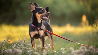 Miniature pinscher outside