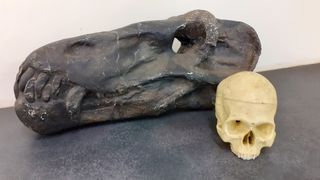 The skull of Anteosaurus dwarfs that of a modern human.