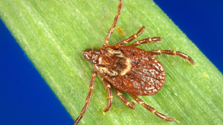 Close-up image of a tick on what looks like a strand of grass, against a blue background.