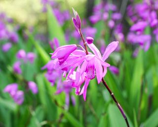 Bletilla striata or Chinese ground orchid