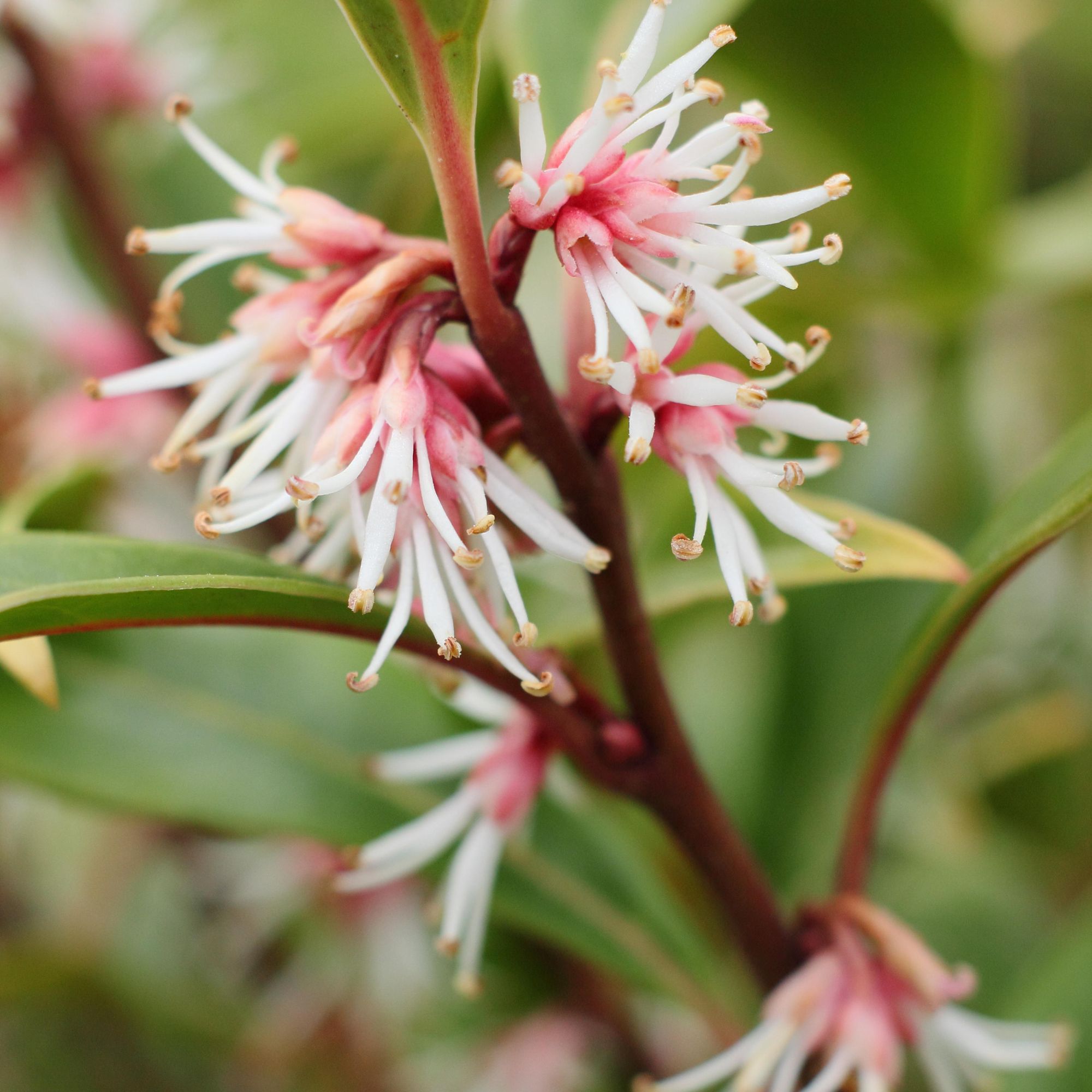 fragrant winter flowering sarcococca