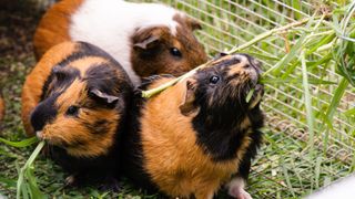 Three guinea pigs eating grass together