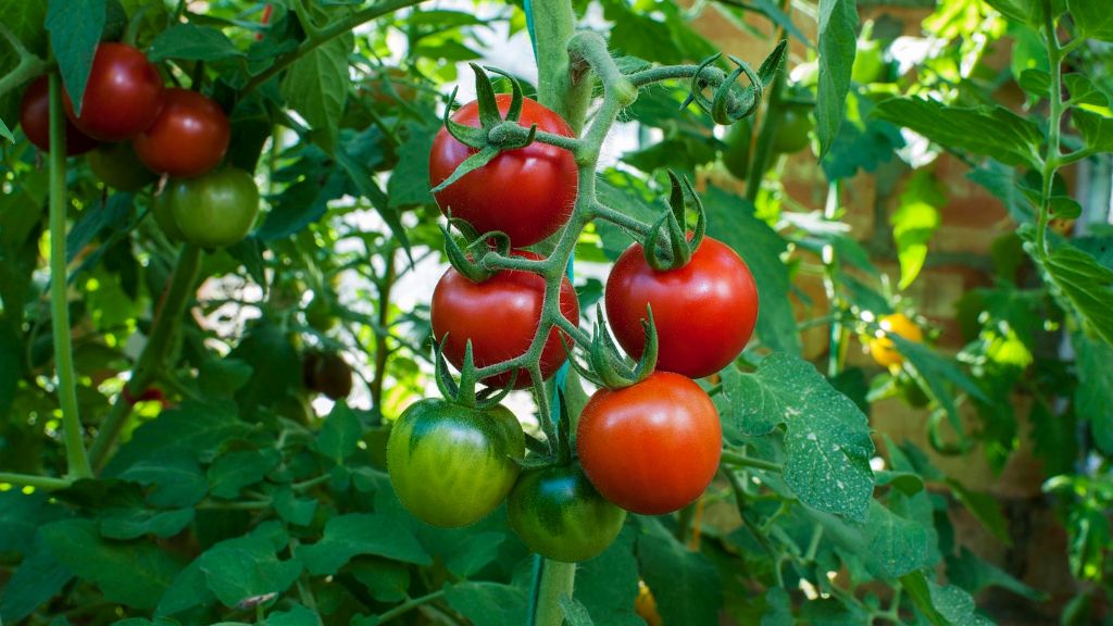 Tomatoes on the vine