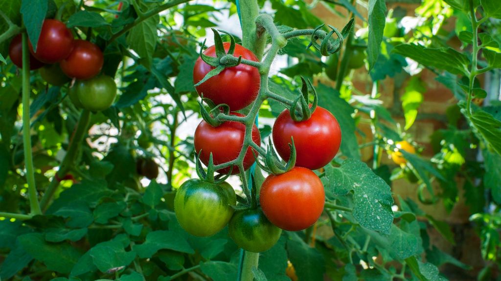 Tomato Plants The Quintessential Summer Smell Gardening Know How