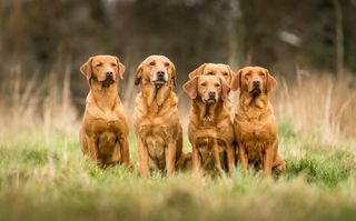 Jill Parsons and her Fox Red Labradors