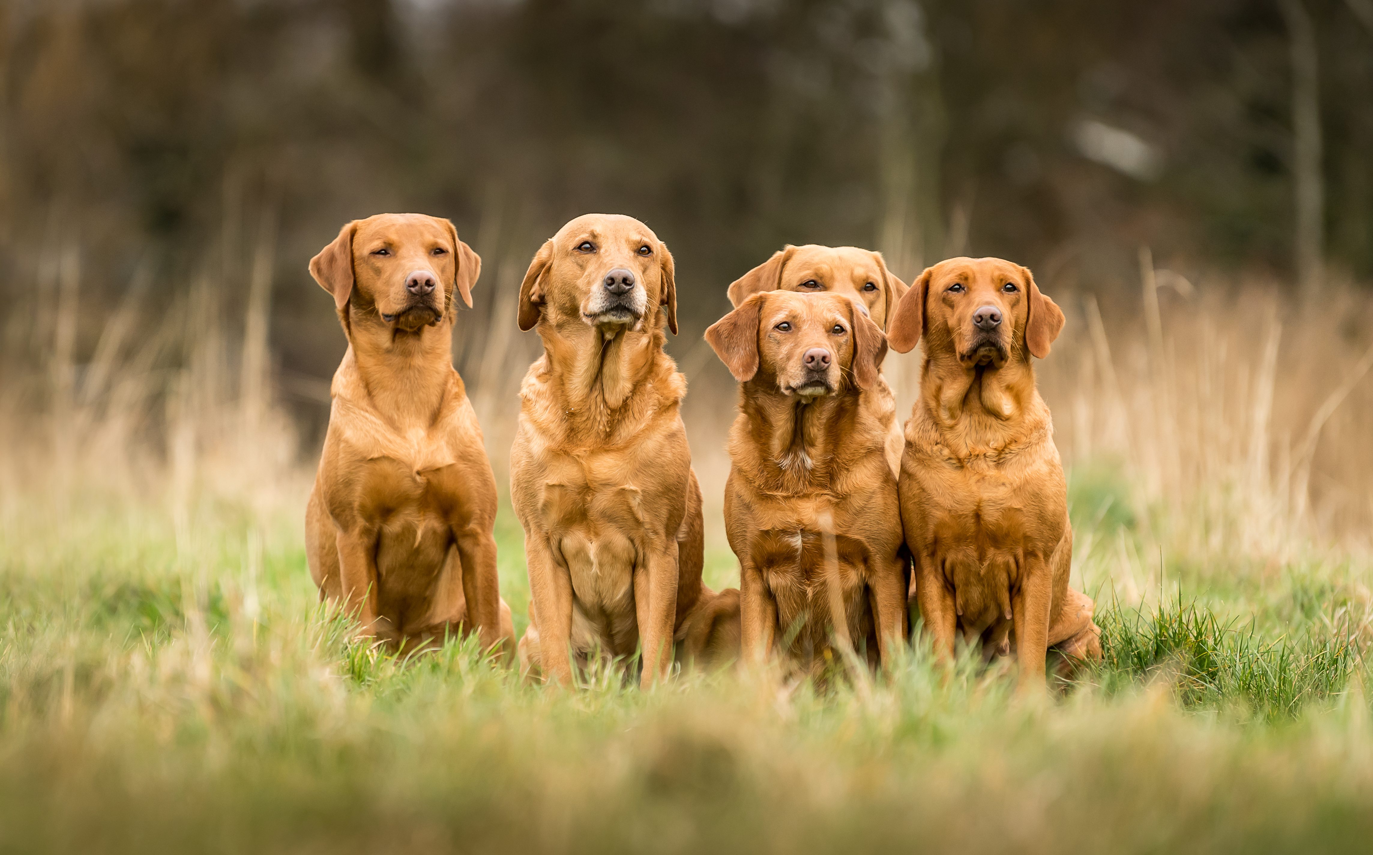 Jill Parsons and her Fox Red Labradors