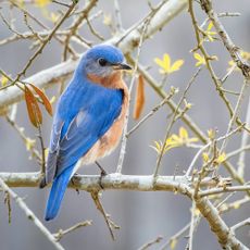 Eastern bluebird in tree