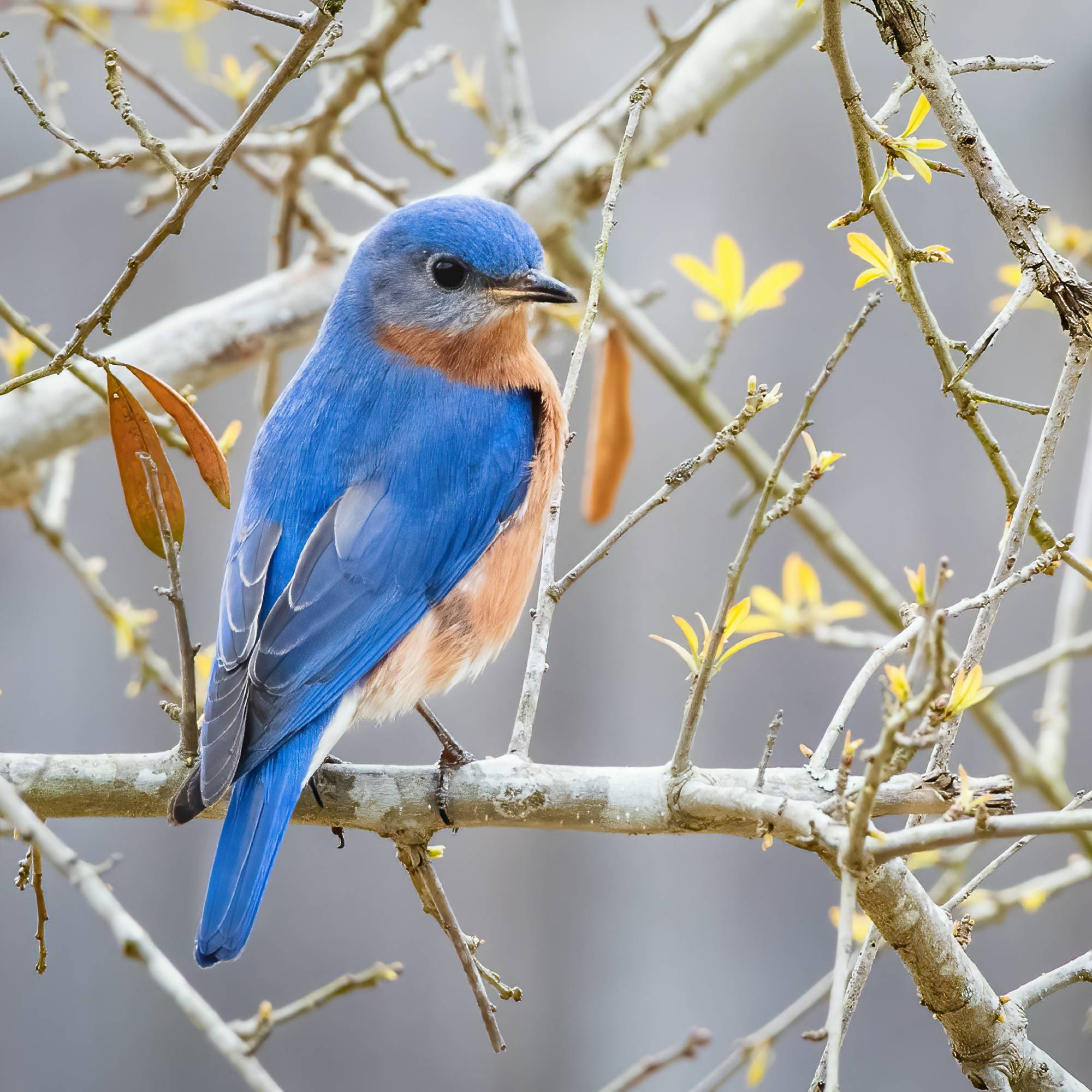 Eastern bluebird in tree