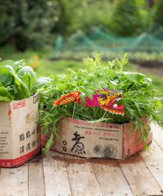 Cardboard box filled with bok choi and arugula