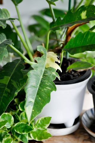 Philodendron ring of fire plant