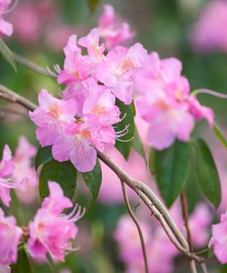 A cluster of light purple rhododendron flowers