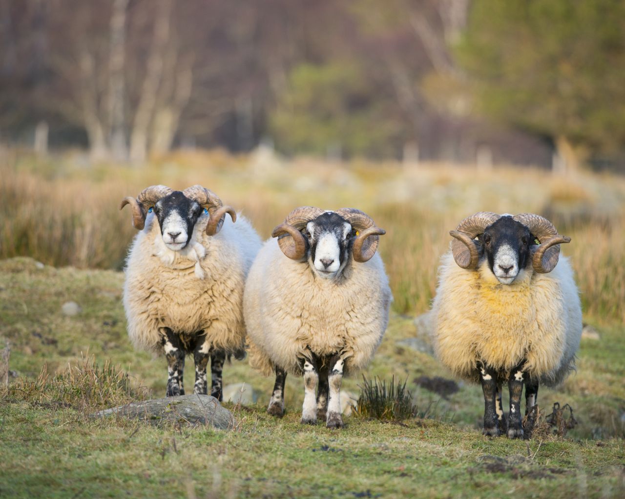 Black-faced Sheep, group of males (rams) full body looking at photographer Grampian Aberdeenshire Scotland U.K.