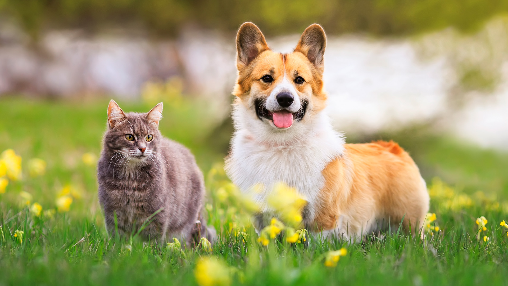 Corgi and cat in grass
