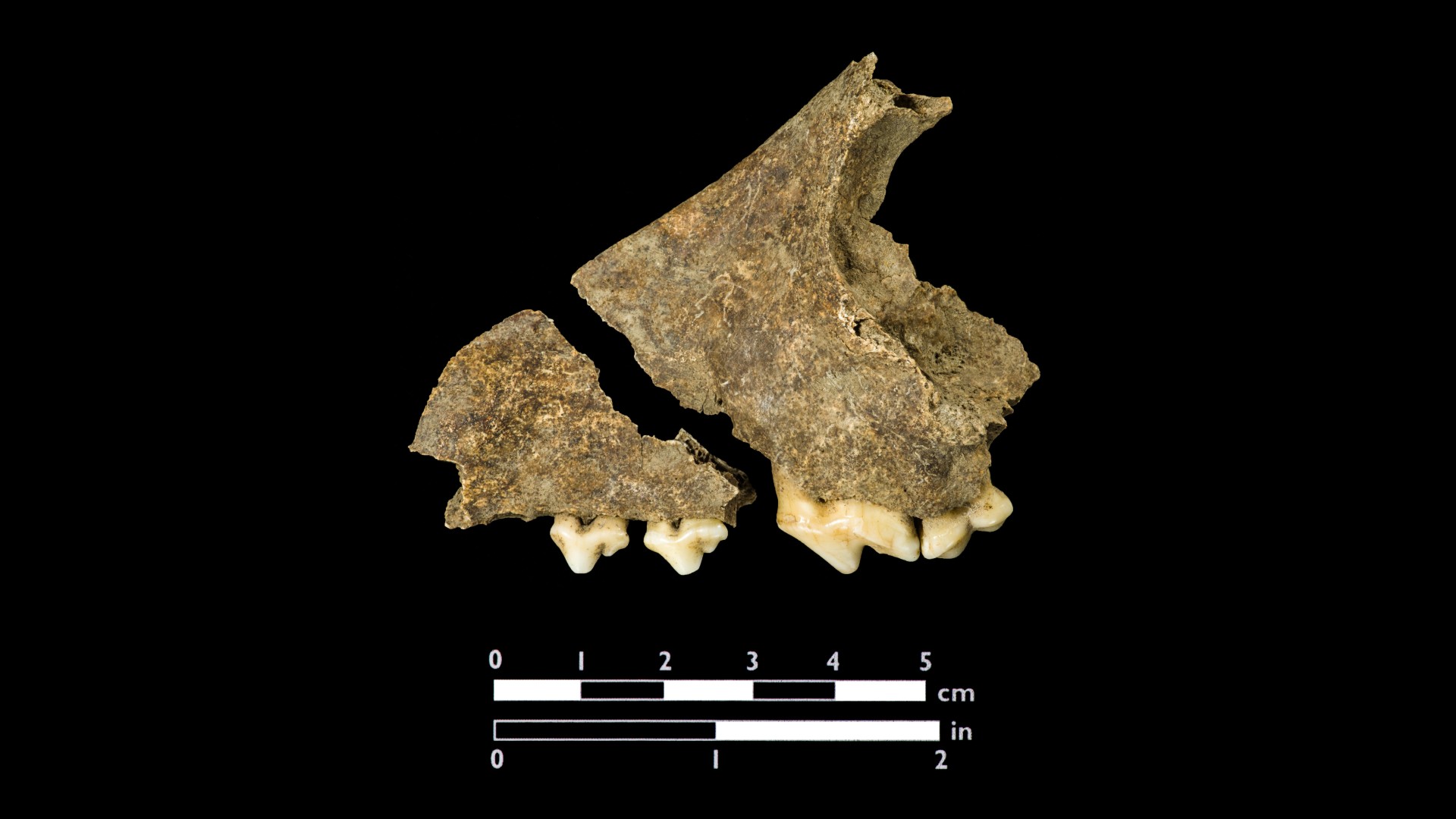 Researchers were able to get DNA from this dog bone, revealing that, at least on its mothers side, this dog was of indigenous North American ancestry. Photo courtesy Jamestown Rediscovery Foundation (Preservation Virginia)