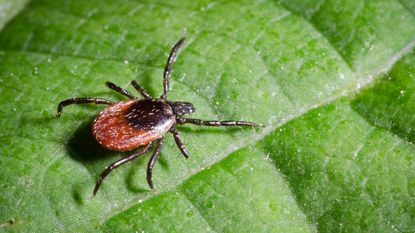 Tick repellent plants