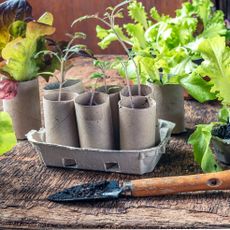 toilet rolls of seedlings in carton container on wooden table with trowel and other seedlings