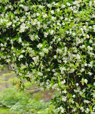 star jasmine, also known as Trachelospermum jasminoides, in bloom