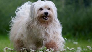 White Havanese dog with lots of fur