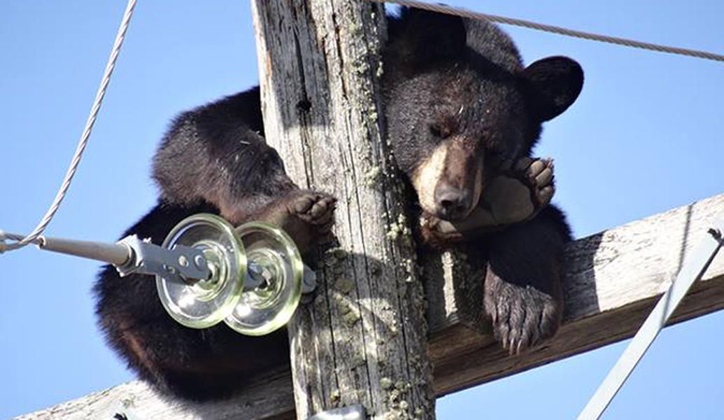 Bear takes &amp;#039;power nap&amp;#039; atop Saskatchewan electricity pole