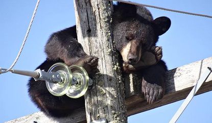Bear takes 'power nap' atop Saskatchewan electricity pole