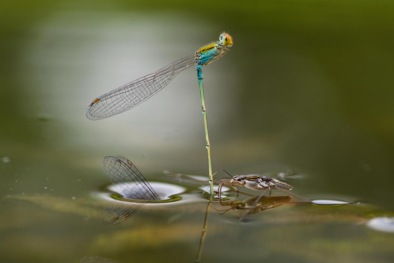 Ripan Biswas&#039;s image of mating damselflies. Close-Up Photographer of the Year 2021.