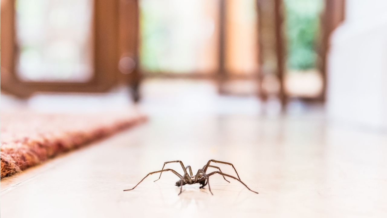 A house spider scuttling across a bedroom