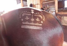 RoyalCrownStencil31-hr.jpg