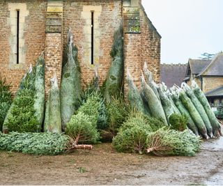 Christmas trees for sale