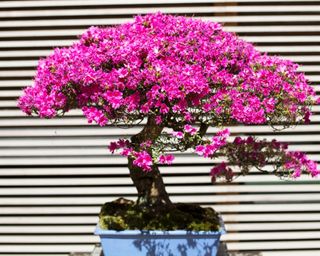 azalea bonsai tree