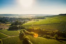 Chablis vineyards