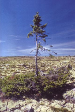 Called Old Tjikko, this 9,550-year-old trunk from a clonal Norway spruce is a record-breaker.