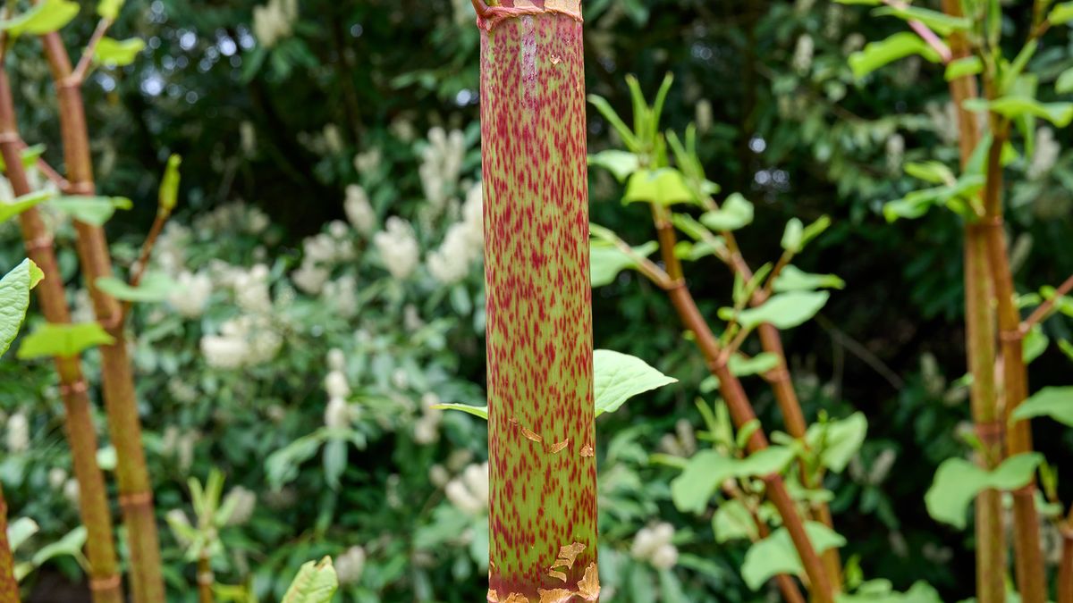 Japanese knotweed
