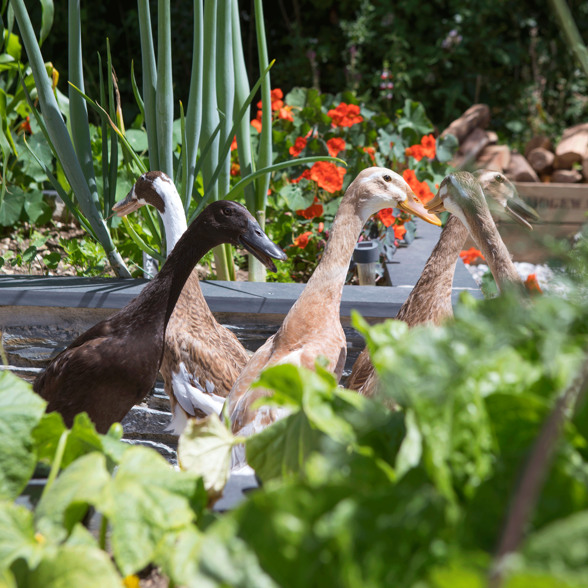 give geese walking beside plants and flower beds