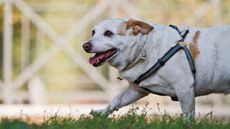 A fat dog on a walk to lose weight