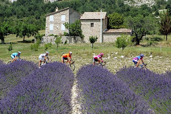 The first break of the day rolls through the lavender fields.