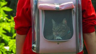 Cat inside a cat pink carrier — Best pet accessories