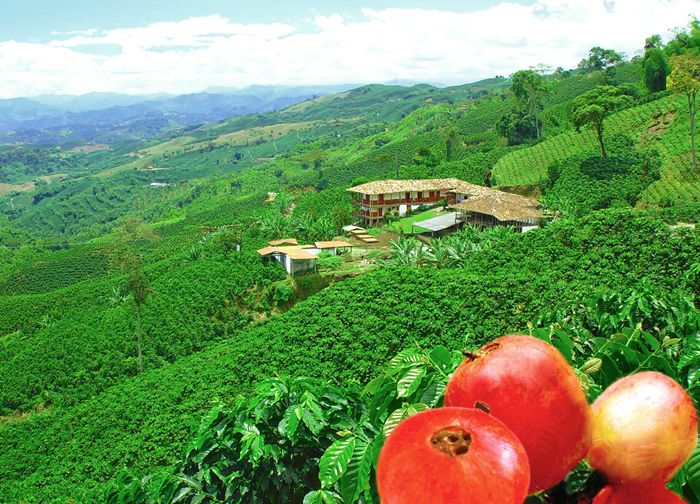 A Colombian coffee plantation