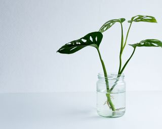 Swiss cheese plant cutting in jar of water
