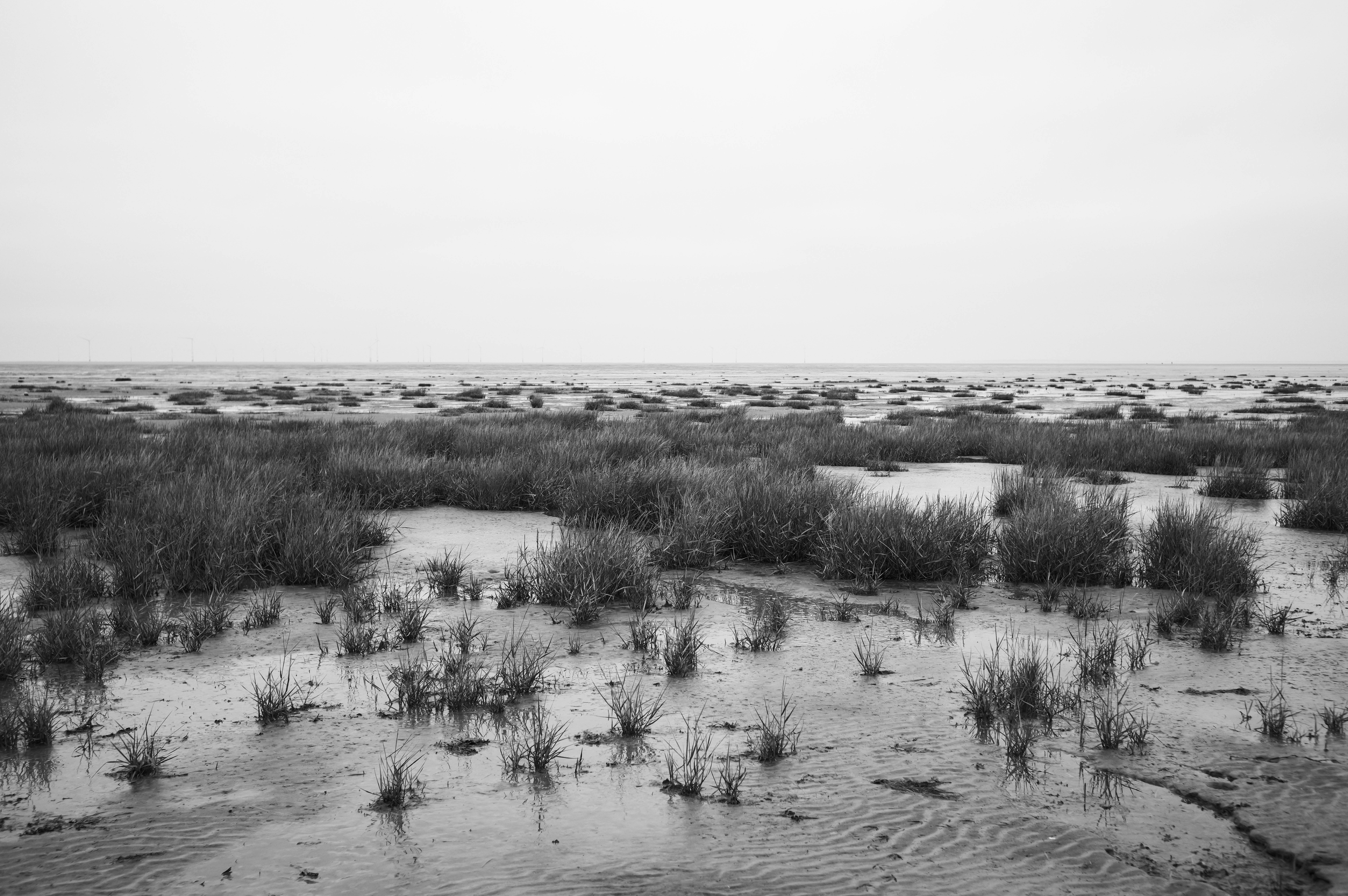 A grassy sandy marsh