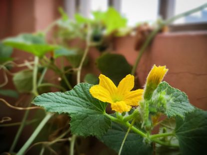 Melon Plants