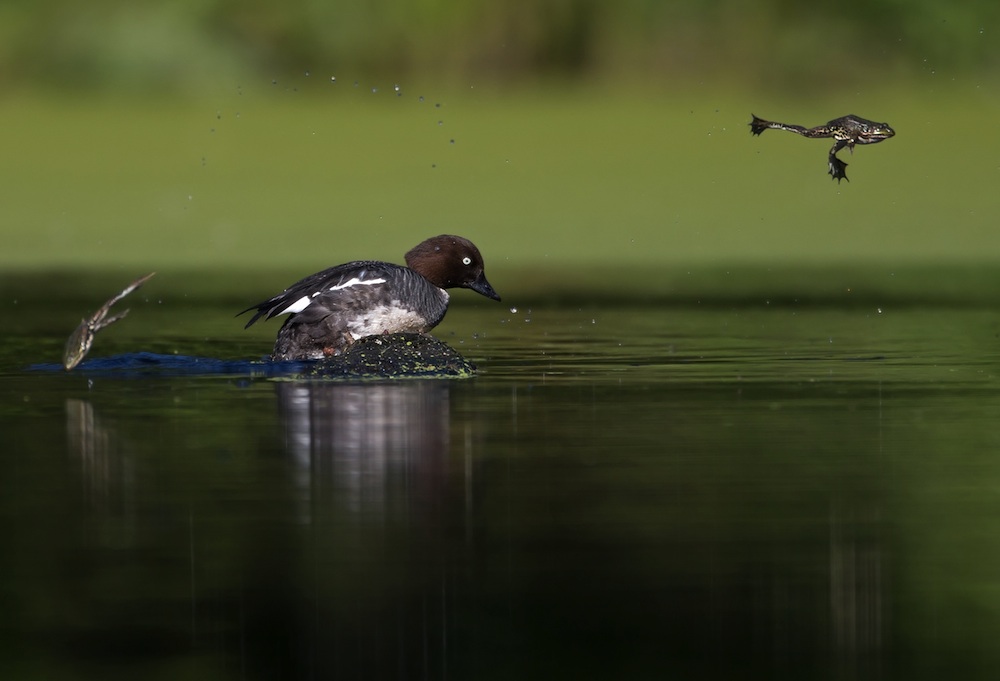 Frogs and duck jump